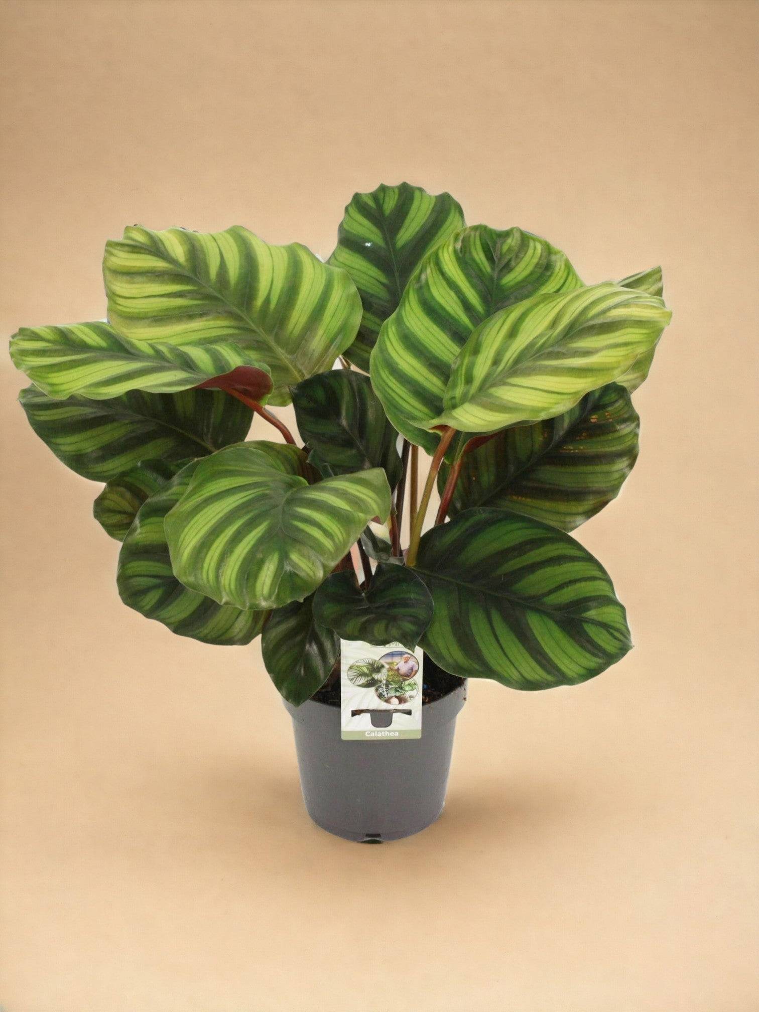 La Green Touch - Calathea Fasciata 50cm - Plante d'intérieur- La Green Touch - Imagen 3