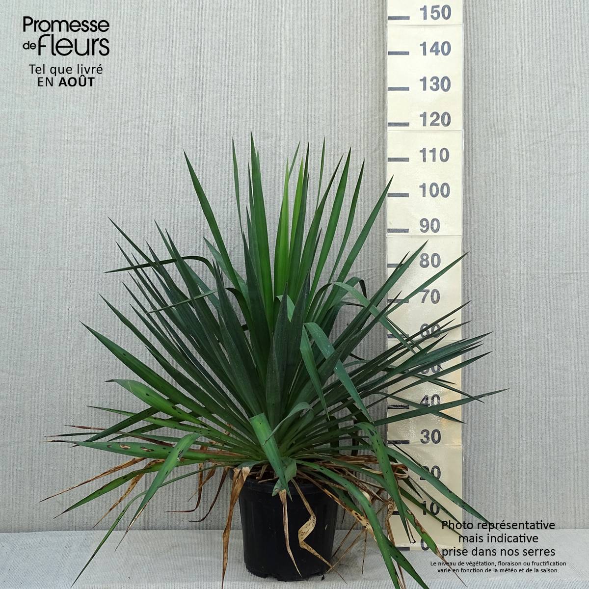 Yucca gloriosa - Dague espagnole Pot de 7,5L/10L - Image 2