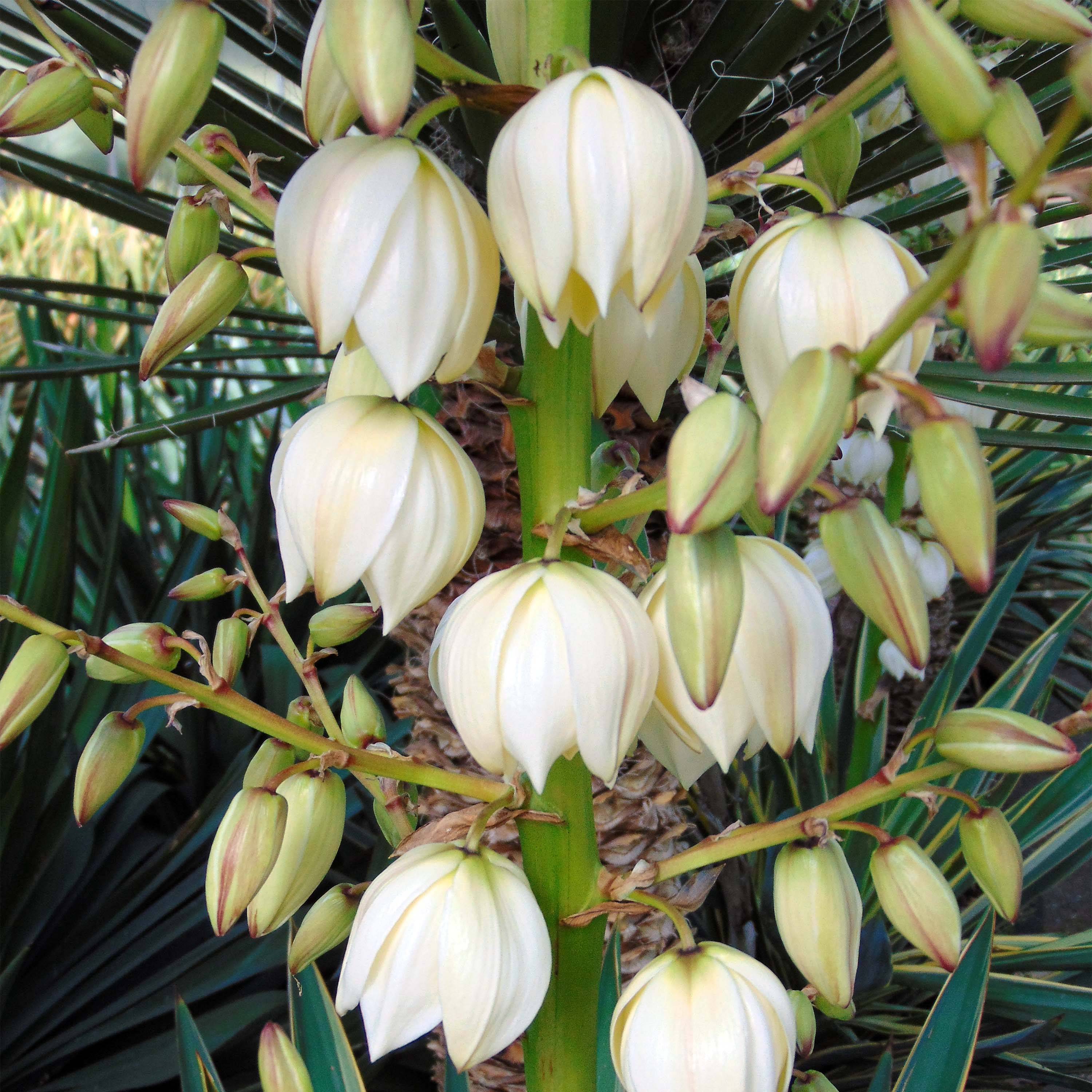 Yucca gloriosa - Dague espagnole Pot de 7,5L/10L - Image 1