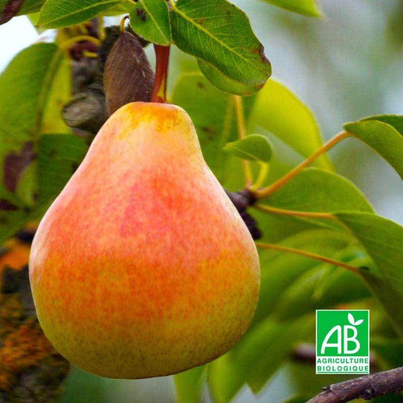 Poirier 'Louise Bonne' BIO (Pyrus communis 'Louise Bonne d´Avranches') - Scion de 100 à 150cm - Pépinières Naudet - Imagen 1