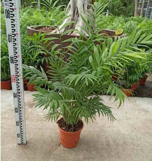 Sans Marque - Chamaedorea elegans (Chamédorée - Palmier de Montagne) Taille:Pot de 0,5 litre - 20/30 cm - Image 1