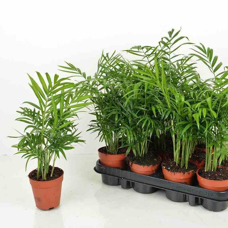 Sans Marque - Chamaedorea elegans (Chamédorée - Palmier de Montagne) Taille:Pot de 0,5 litre - 20/30 cm - Image 3