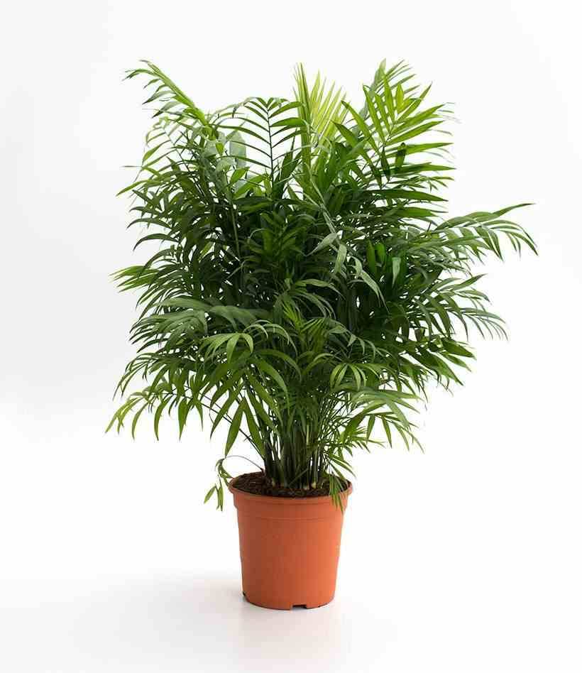 Sans Marque - Chamaedorea elegans (Chamédorée - Palmier de Montagne) Taille:Pot de 0,5 litre - 20/30 cm - Image 2