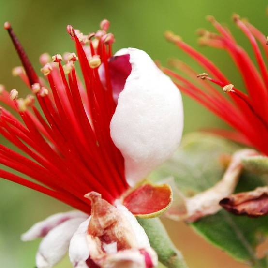 Goyavier du Brésil, Acca, Feijoa à fleurs Blanche - feuillage Persistant - Pot de 3L - 40/60 cm- hauteur à maturité De 1,50 m à 2,00 m - Image 3