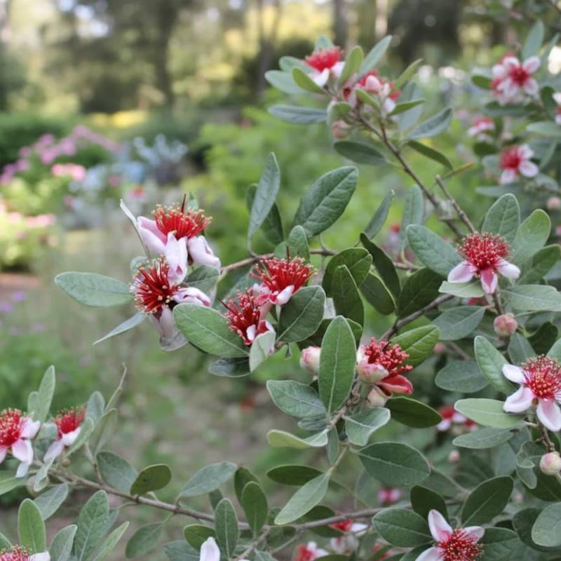 Goyavier du Brésil, Acca, Feijoa à fleurs Blanche - feuillage Persistant - Pot de 3L - 40/60 cm-  hauteur à maturité De 1,50 m à 2,00 m - Image 9