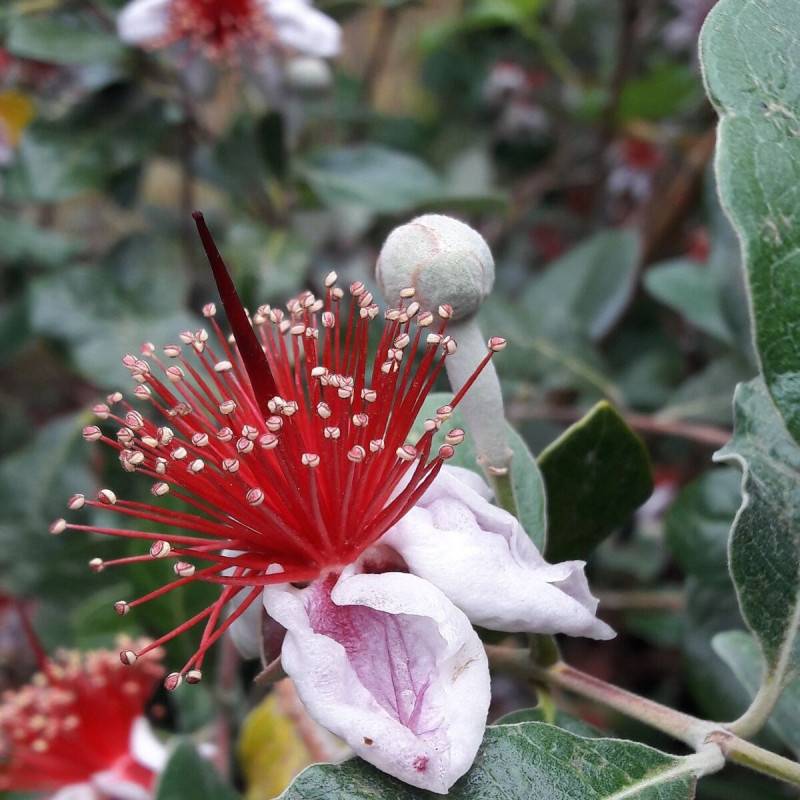 Goyavier du Brésil, Acca, Feijoa à fleurs Blanche - feuillage Persistant - Pot de 3L - 40/60 cm-  hauteur à maturité De 1,50 m à 2,00 m - Image 2
