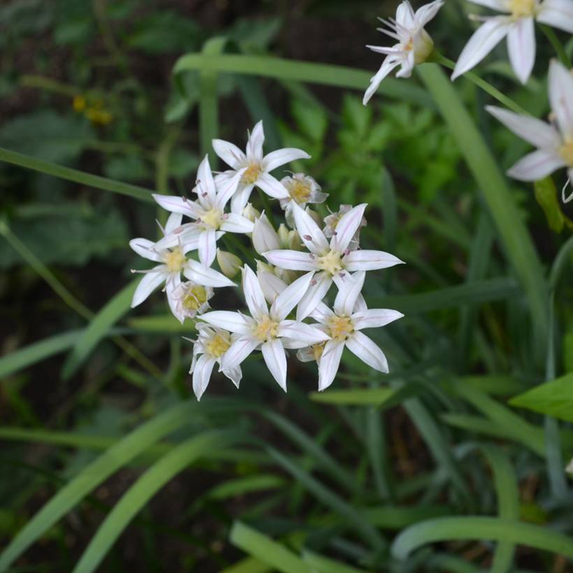 Promesse de Fleurs - Ail d'ornement - Allium plummerae Bulbe calibre I (par 2)