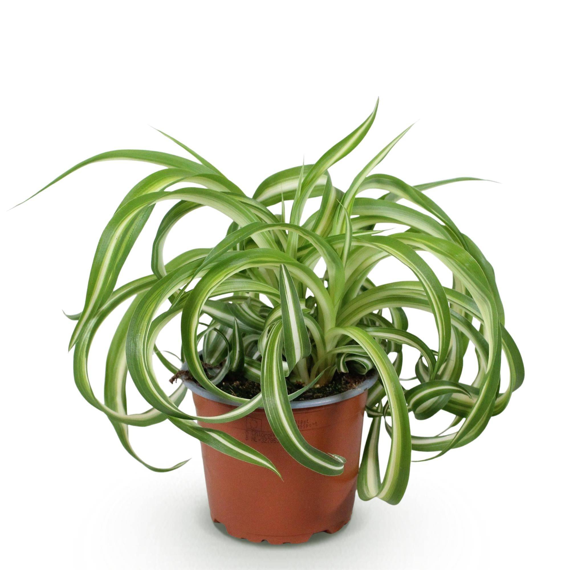 La Green Touch - Chlorophytum Comosum Bonnie - H25cm - Image 3