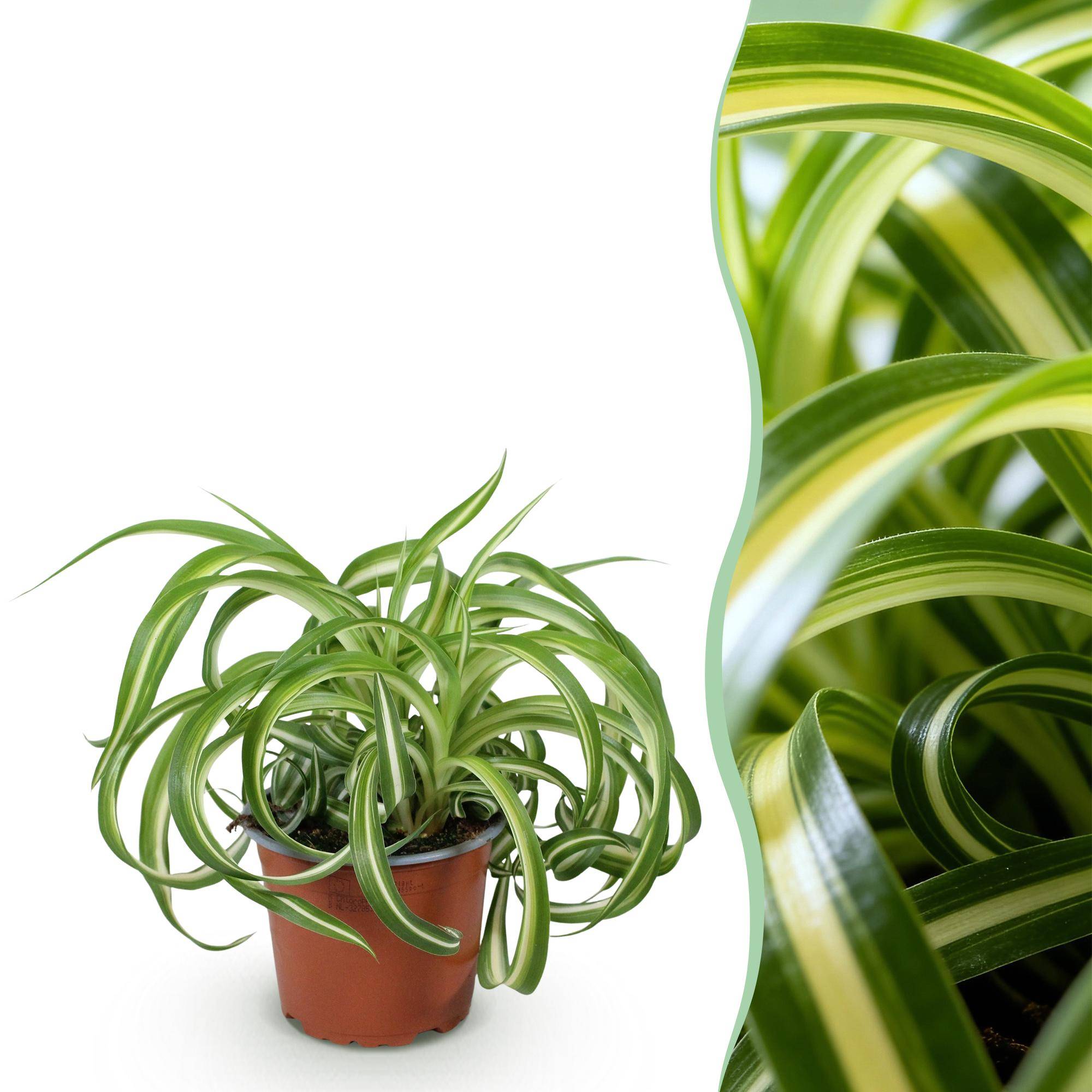 La Green Touch - Chlorophytum Comosum Bonnie - H25cm - Image 2