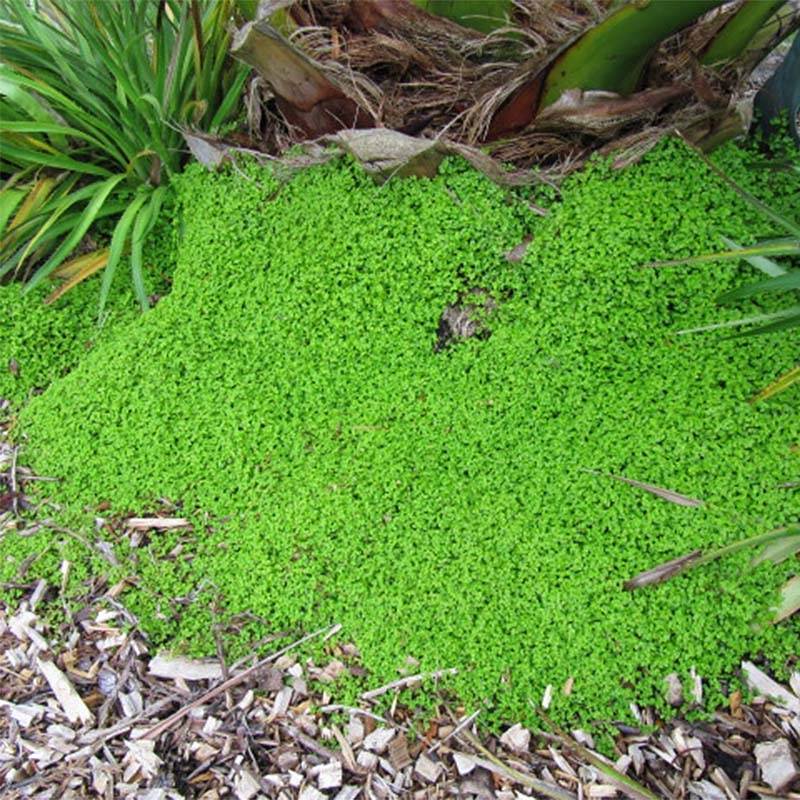 Helxine - Soleirolia soleirolii Pot de 2L/3L