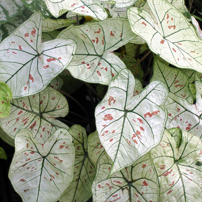 Caladium Strawberry Star Bulbe calibre I
