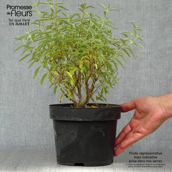 Caryopteris clandonensis Pink Perfection - Spirée bleue Pot de 2L/3L - Image 2