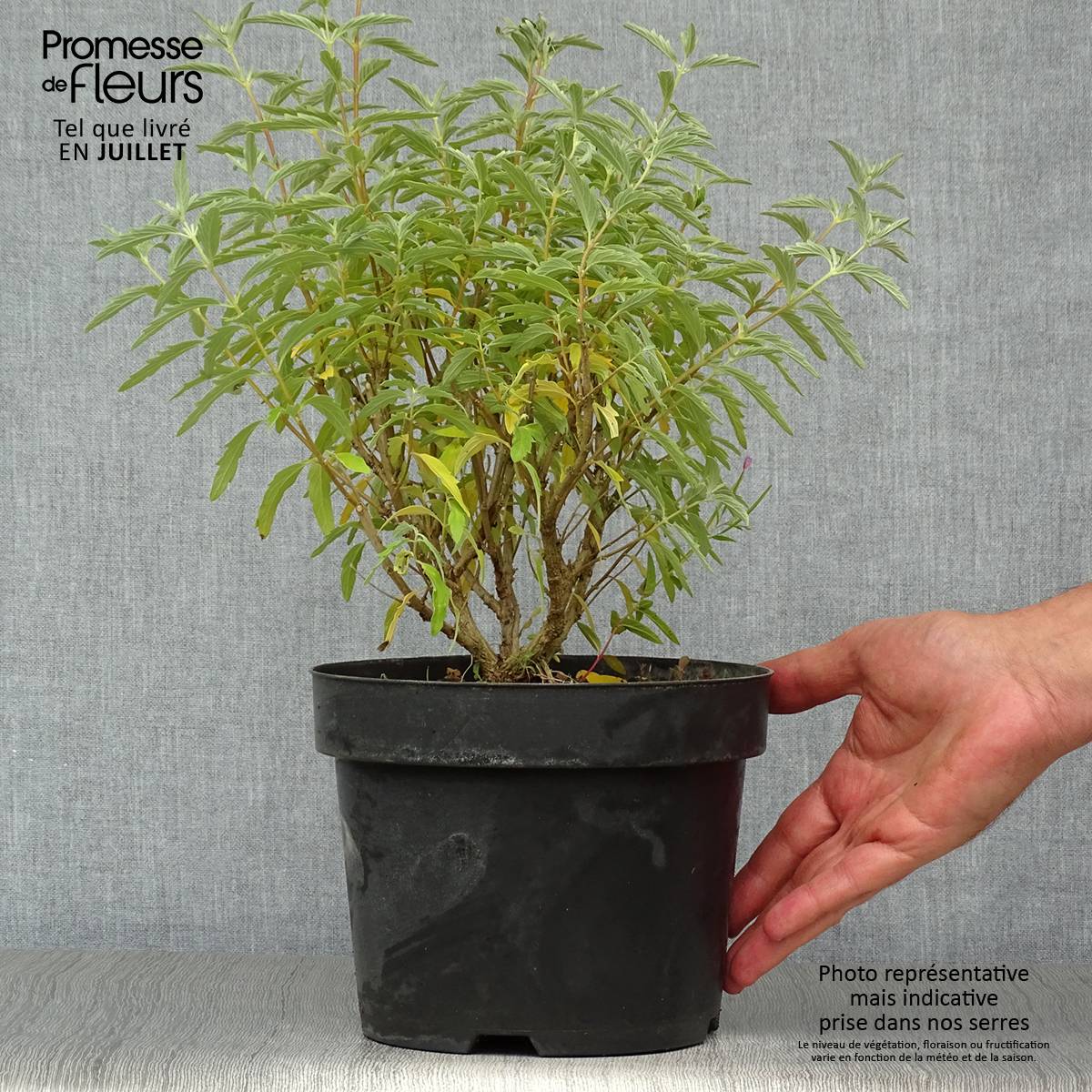 Caryopteris clandonensis Pink Perfection - Spirée bleue Pot de 2L/3L - Image 2