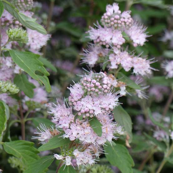 Caryopteris clandonensis Pink Perfection - Spirée bleue Pot de 2L/3L - Image 1