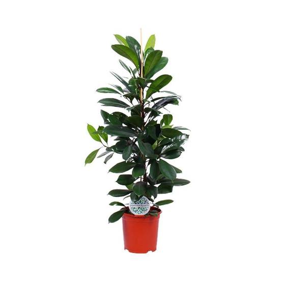 Ficus Cyathistipula - D21 H105cm - Image 1