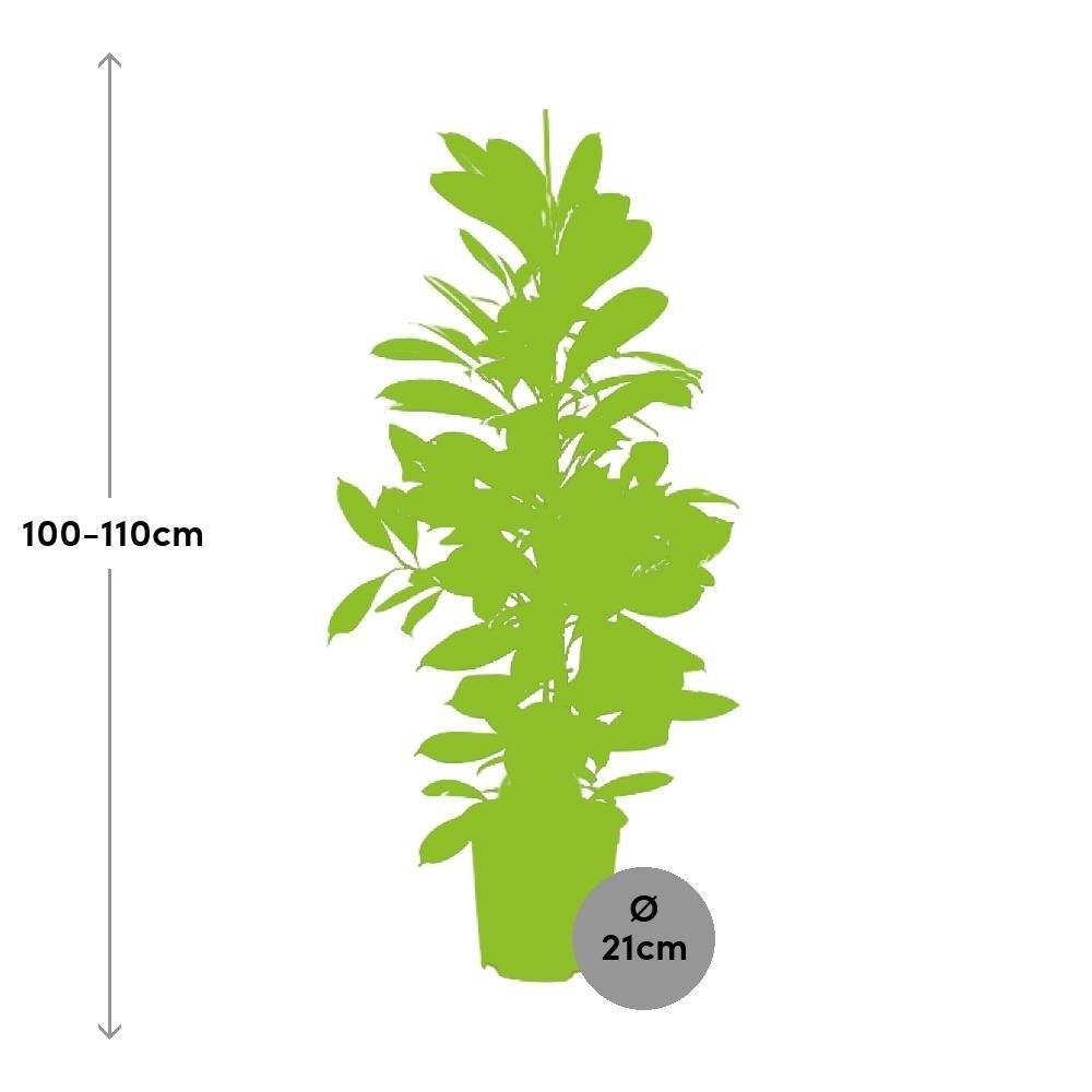 Ficus Cyathistipula - D21 H105cm - Image 2