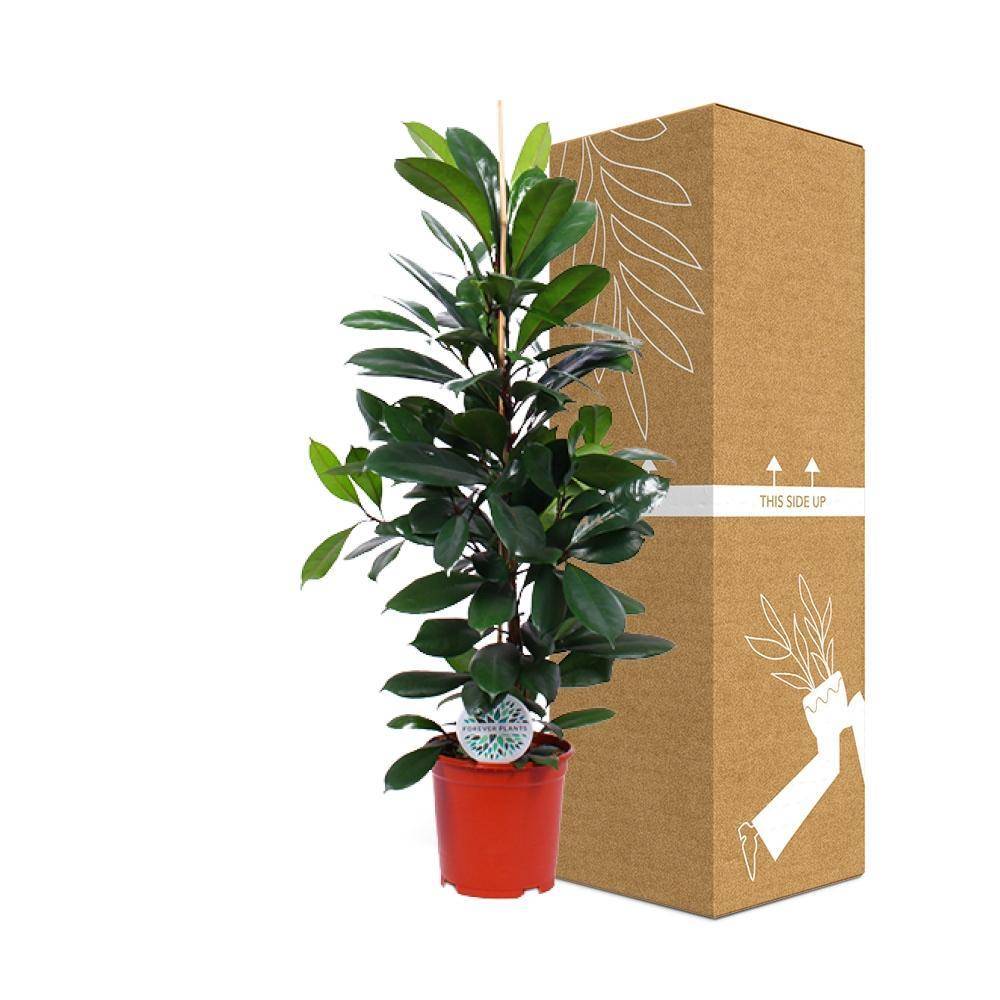 Ficus Cyathistipula - D21 H105cm - Image 3