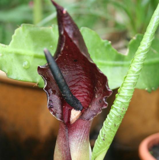Sauromatum giganteum - Typhonium Bulbe calibre I