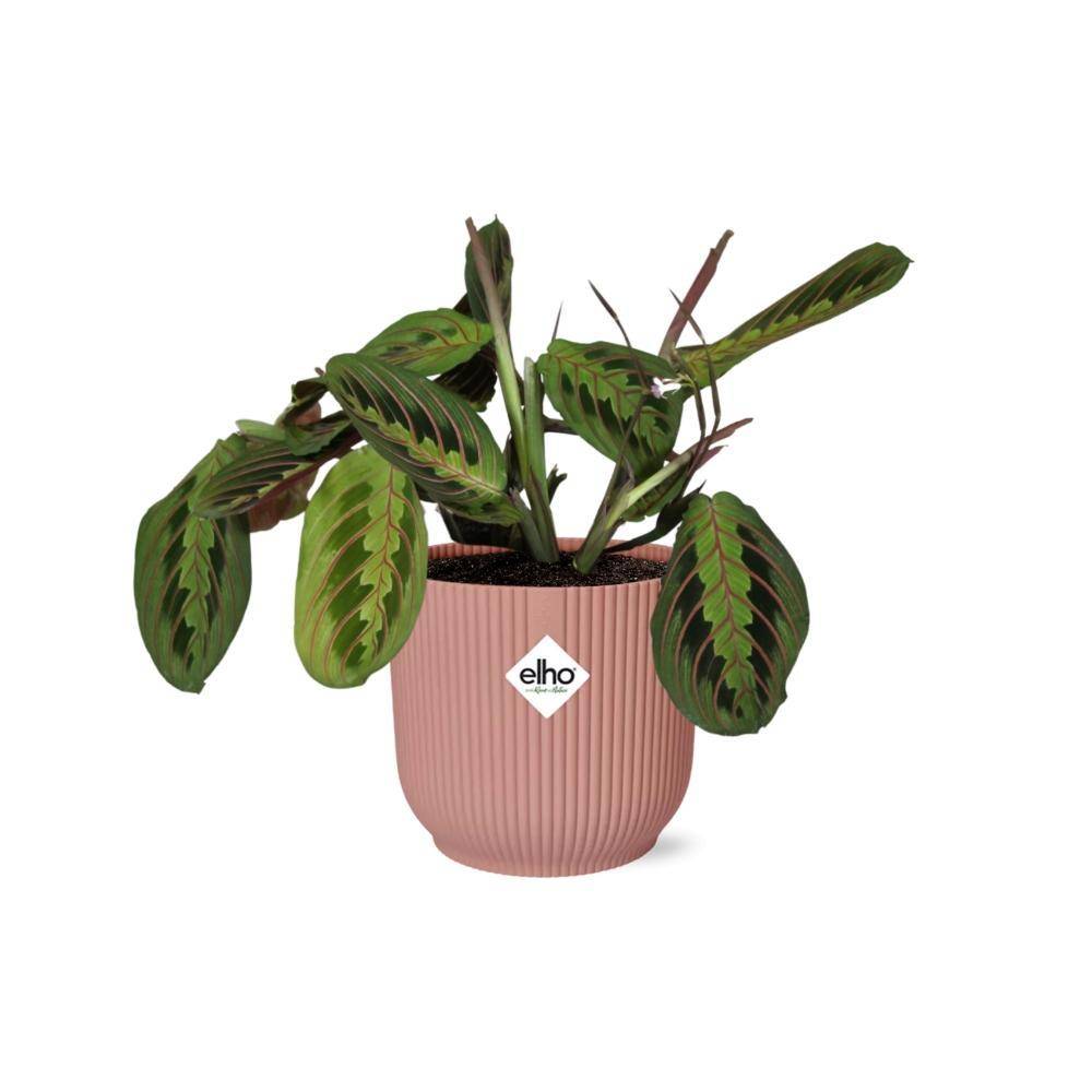 Maranta Leuconeura 'Fascinator' Tricolor 14cm Rose - H20cm - Image 2