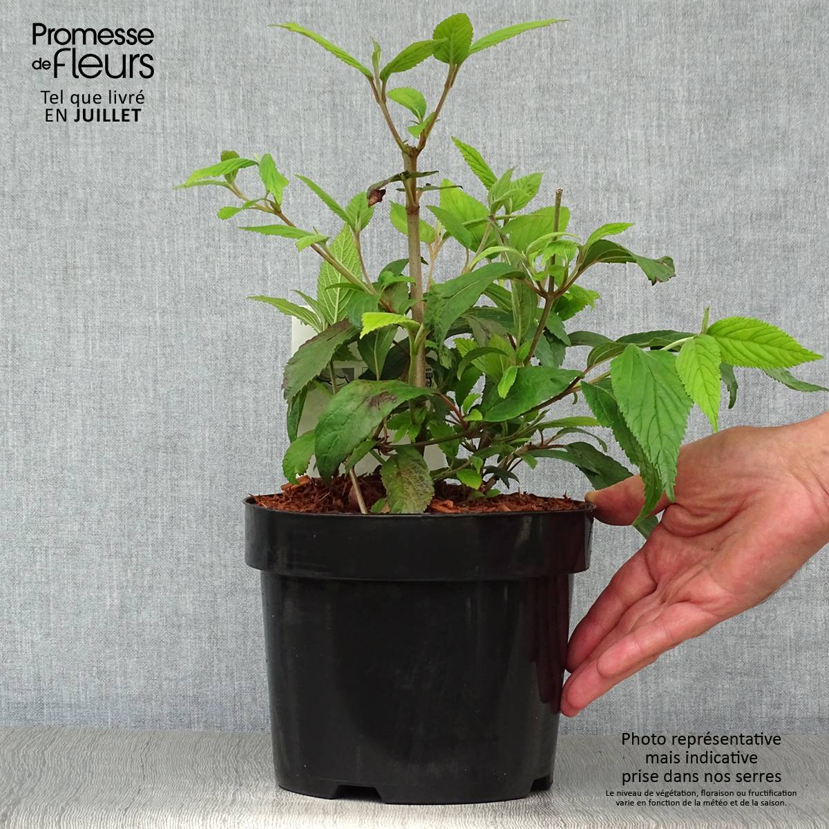 Promesse de Fleurs - Viorne - Viburnum plicatum Kilimandjaro Pot de 2L/3L - Image 2
