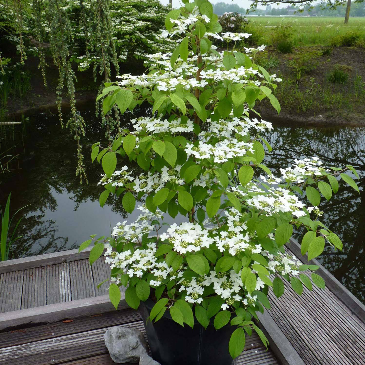 Promesse de Fleurs - Viorne - Viburnum plicatum Kilimandjaro Pot de 2L/3L - Image 1