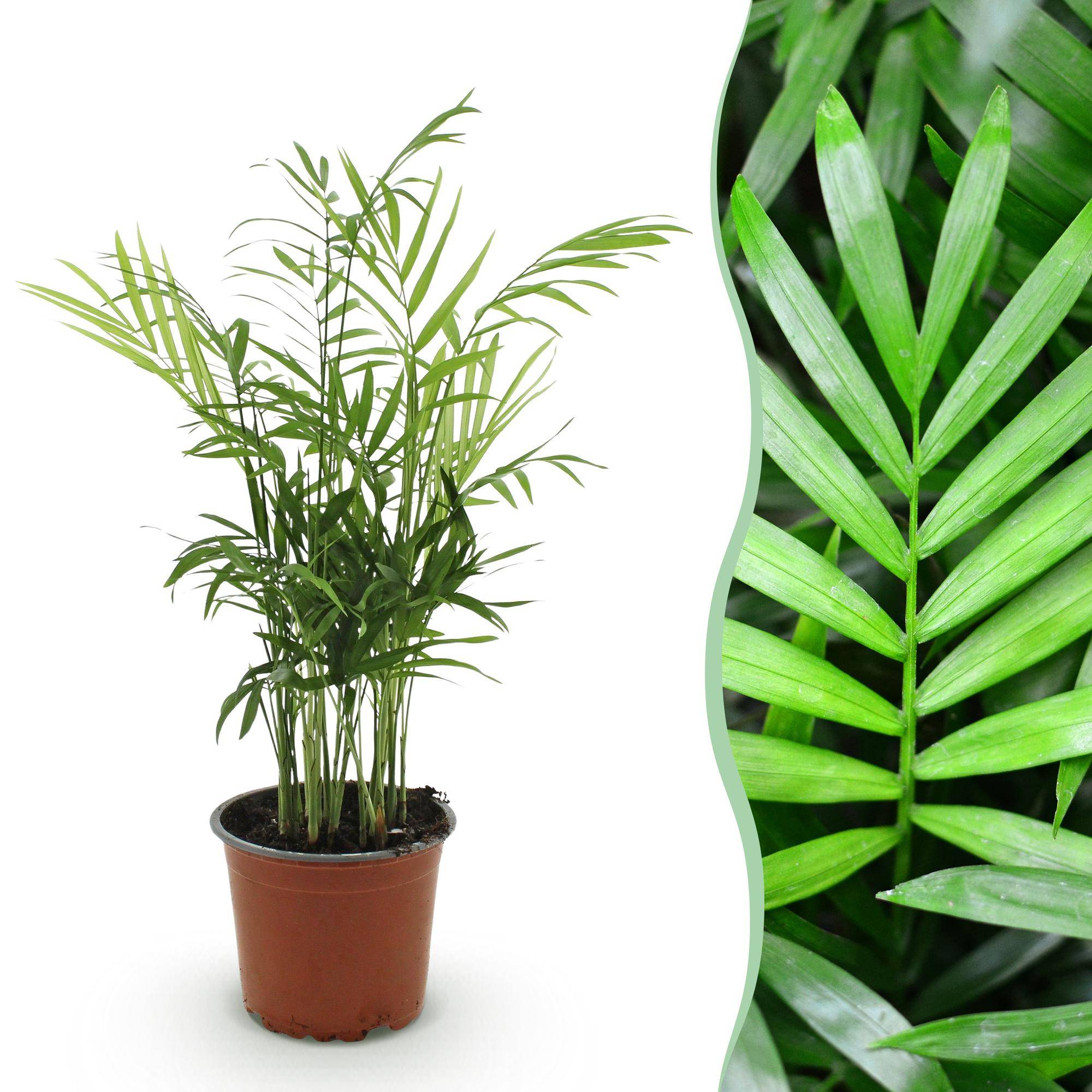 La Green Touch - Chamaedorea Elegans - Image 2