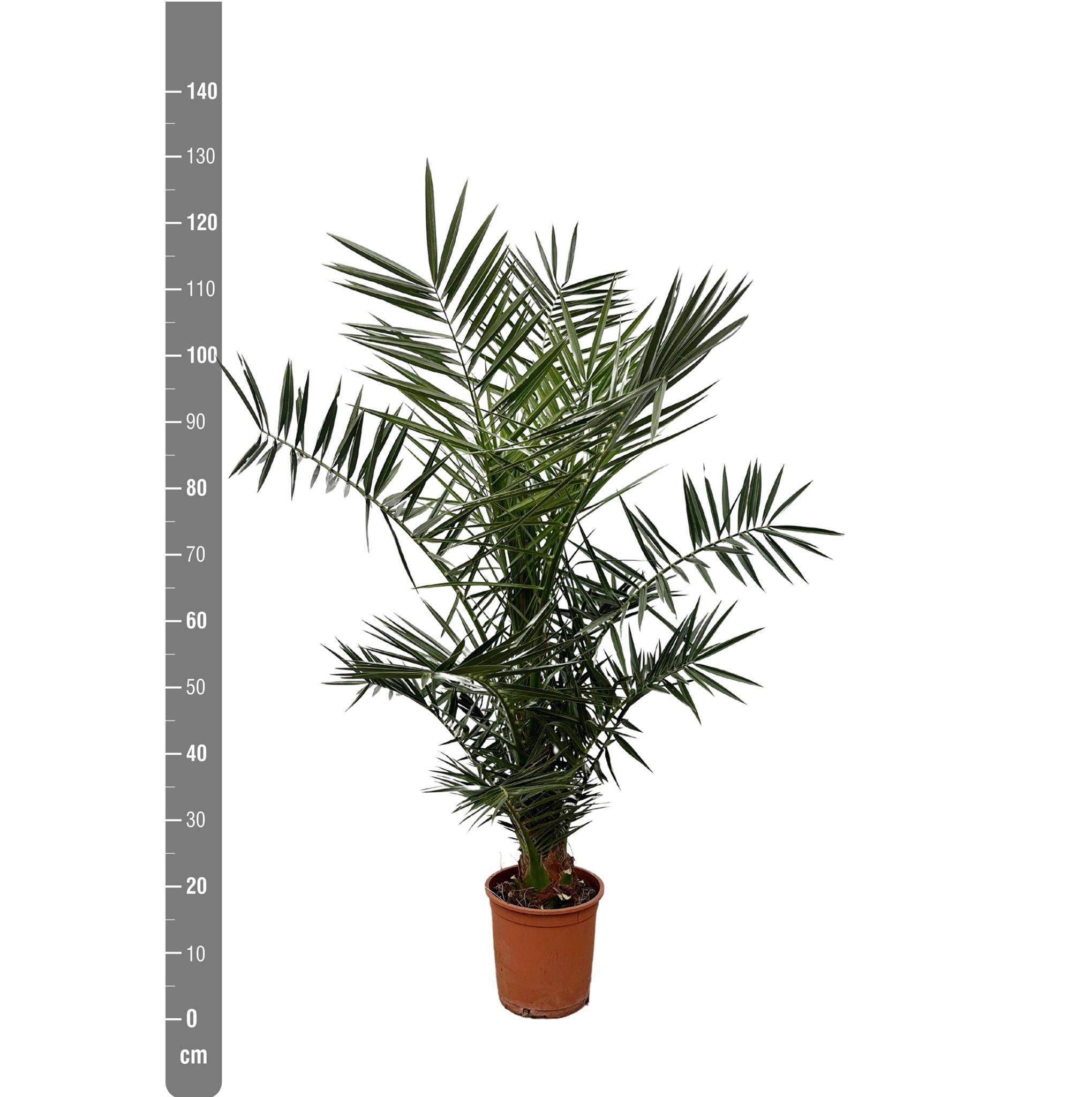 Phoenix Canariensis 130cm - Plante d'intérieur- La Green Touch - Imagen 4