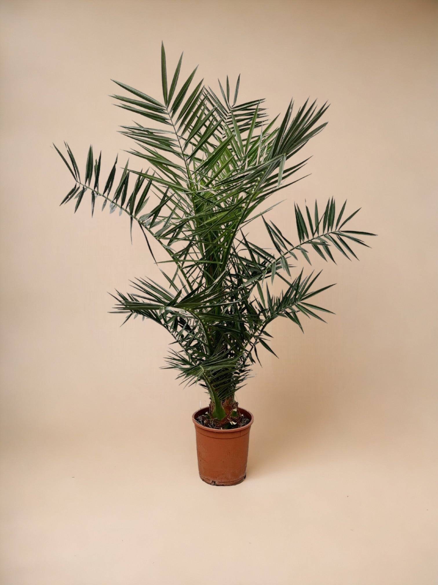 Phoenix Canariensis 130cm - Plante d'intérieur- La Green Touch - Imagen 2