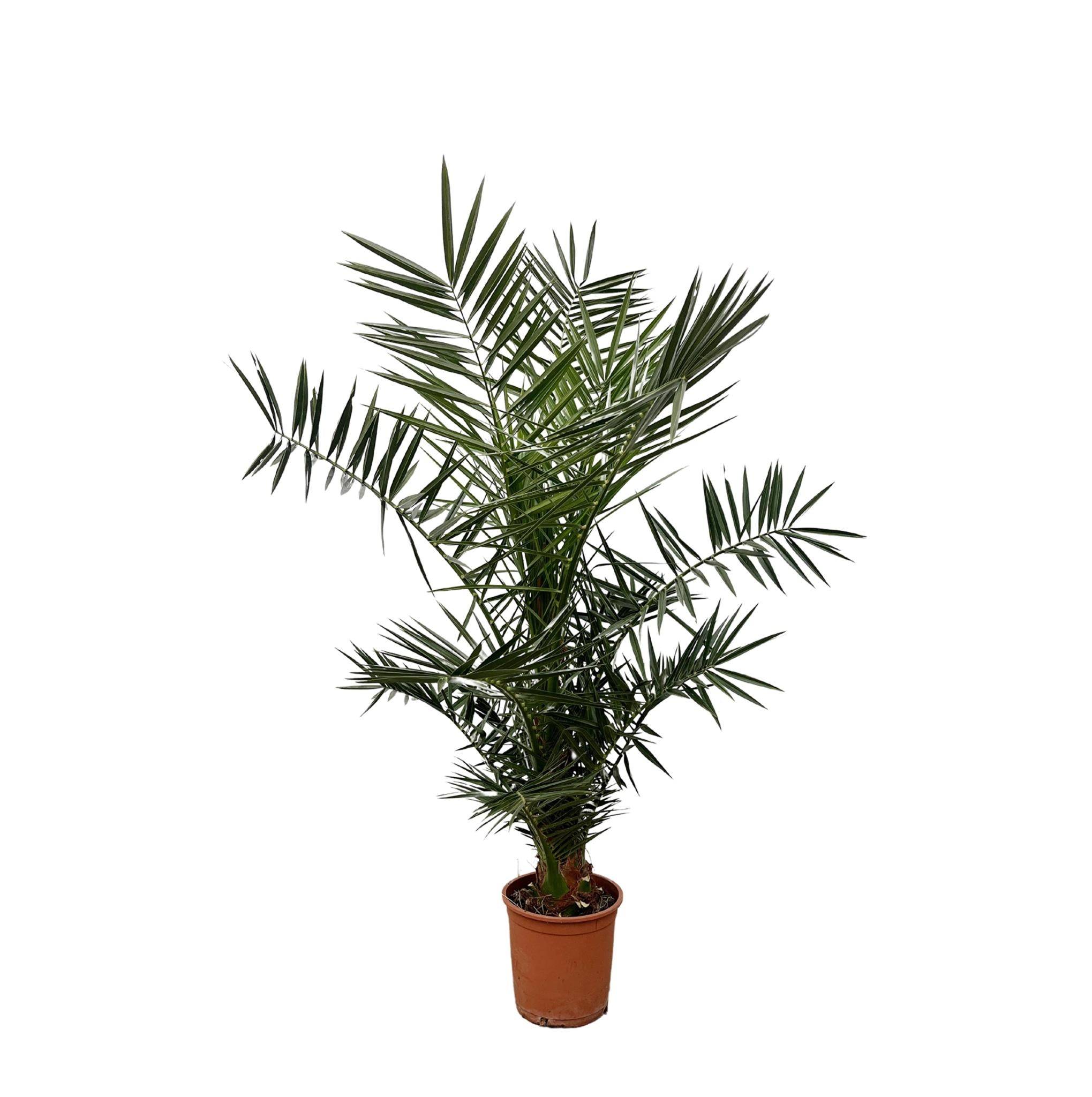 Phoenix Canariensis 130cm - Plante d'intérieur- La Green Touch - Imagen 1