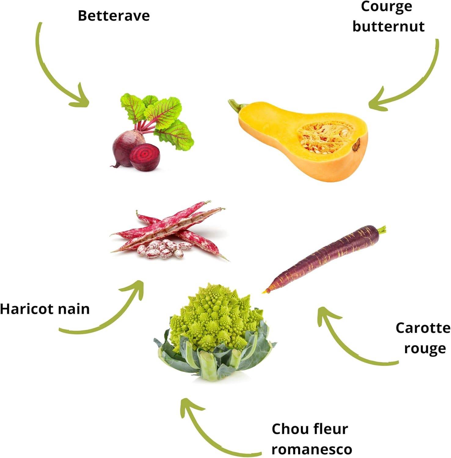 Kit Prêt à Pousser Légumes oubliés Vintage - (Betterave jaune, Haricot nain, Chou fleur romanesco natalino, Carotte, Courge) - Image 2