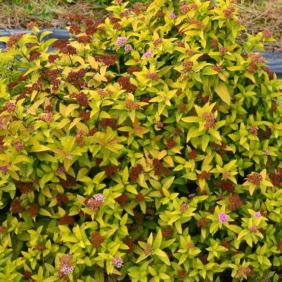 Spirée du Japon Merlo® Gold ' Davcop04', Spiraea à fleurs Rose - feuillage Caduc - Pot de 3L - 20/40 cm- hauteur à maturité De 0,50 m à 1,00 m - Image 5
