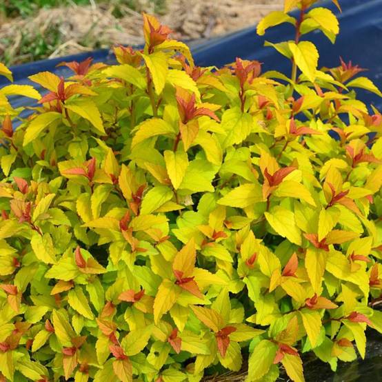 Spirée du Japon Merlo® Gold ' Davcop04', Spiraea à fleurs Rose - feuillage Caduc - Pot de 3L - 20/40 cm- hauteur à maturité De 0,50 m à 1,00 m - Image 2