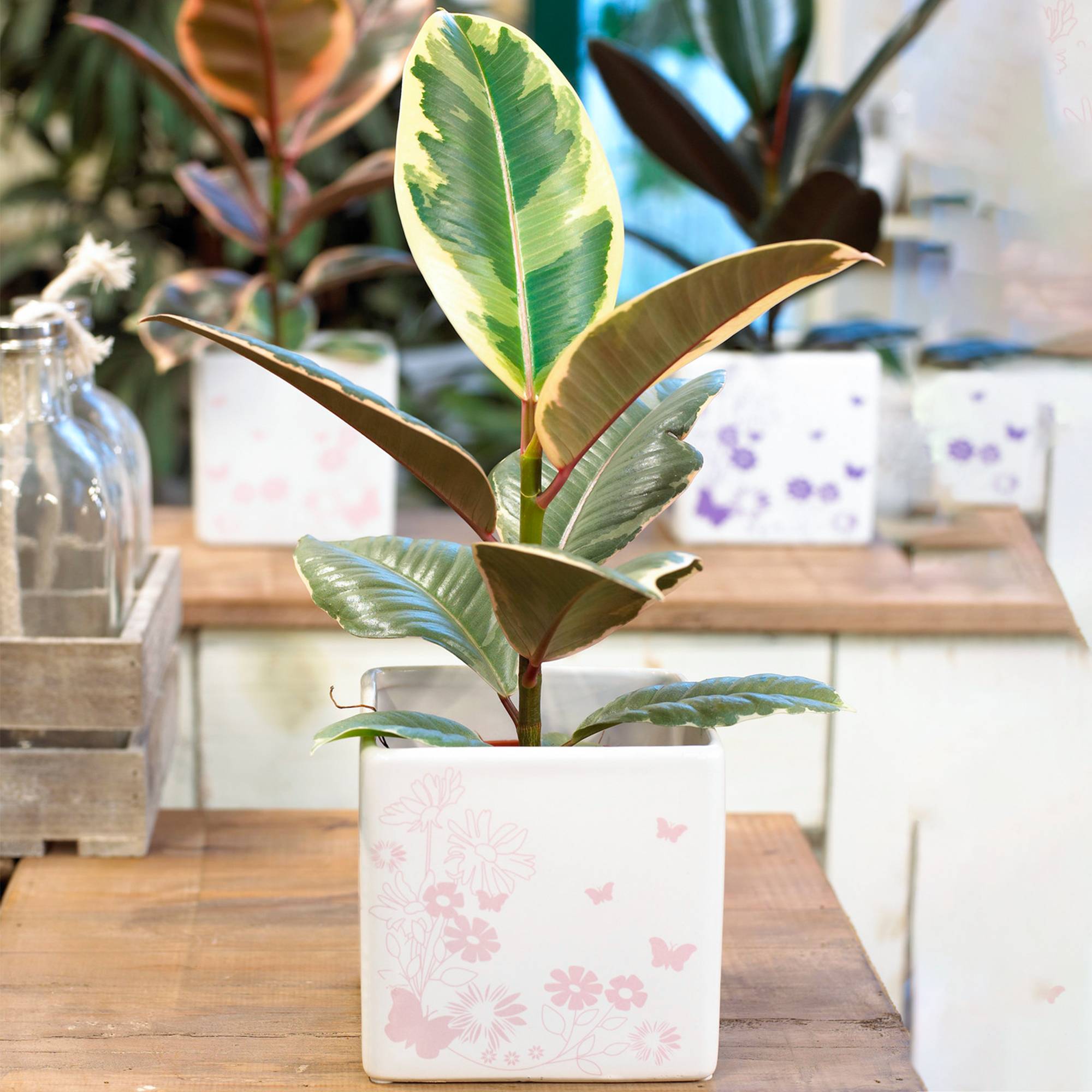 Gardenersdream - 1 Ficus Elastica Tineke | Cadeau Plante D’Intérieur Pour La Maison Ou Le Bureau | 30-40 Cm En Pot - GardenersDream