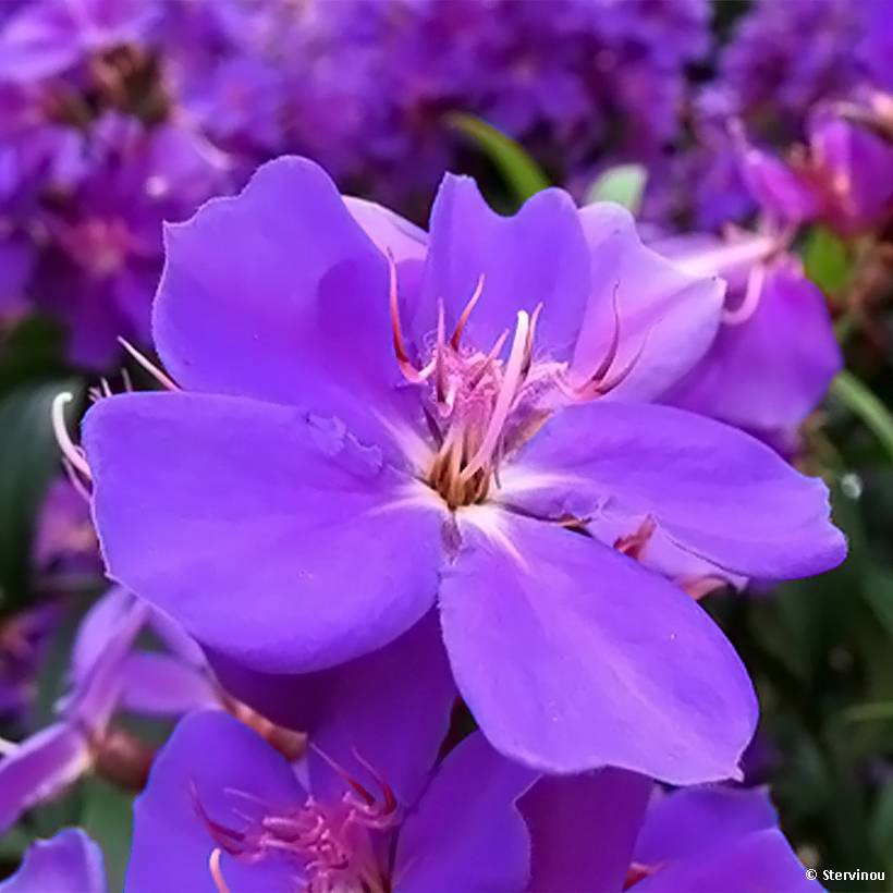 Promesse de Fleurs - Tibouchina urvilleana Edwardsii Pot de 3L/4L