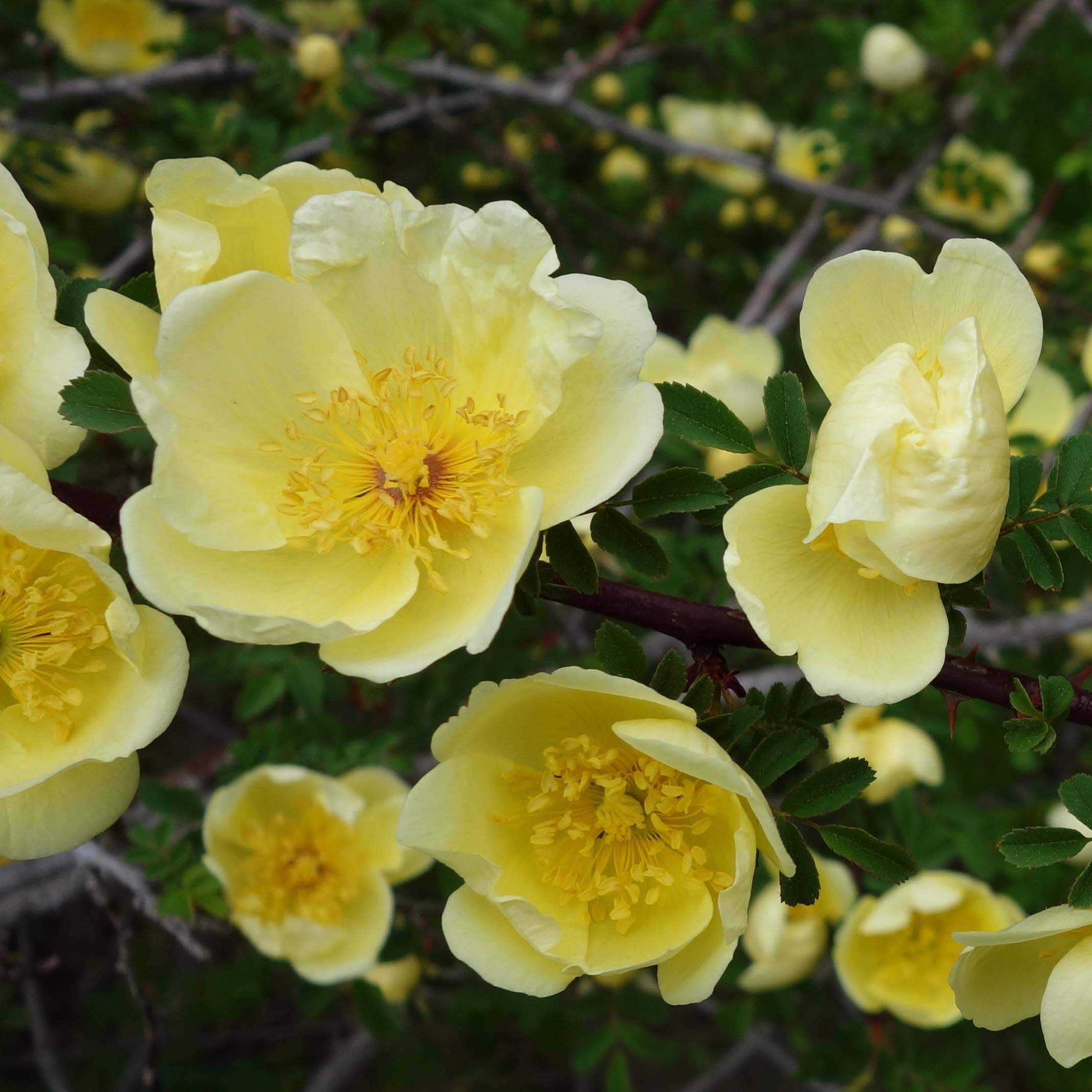 Promesse de Fleurs - Rosier botanique - Rosa hugonis Racines nues en motte, Qualité 2 branches