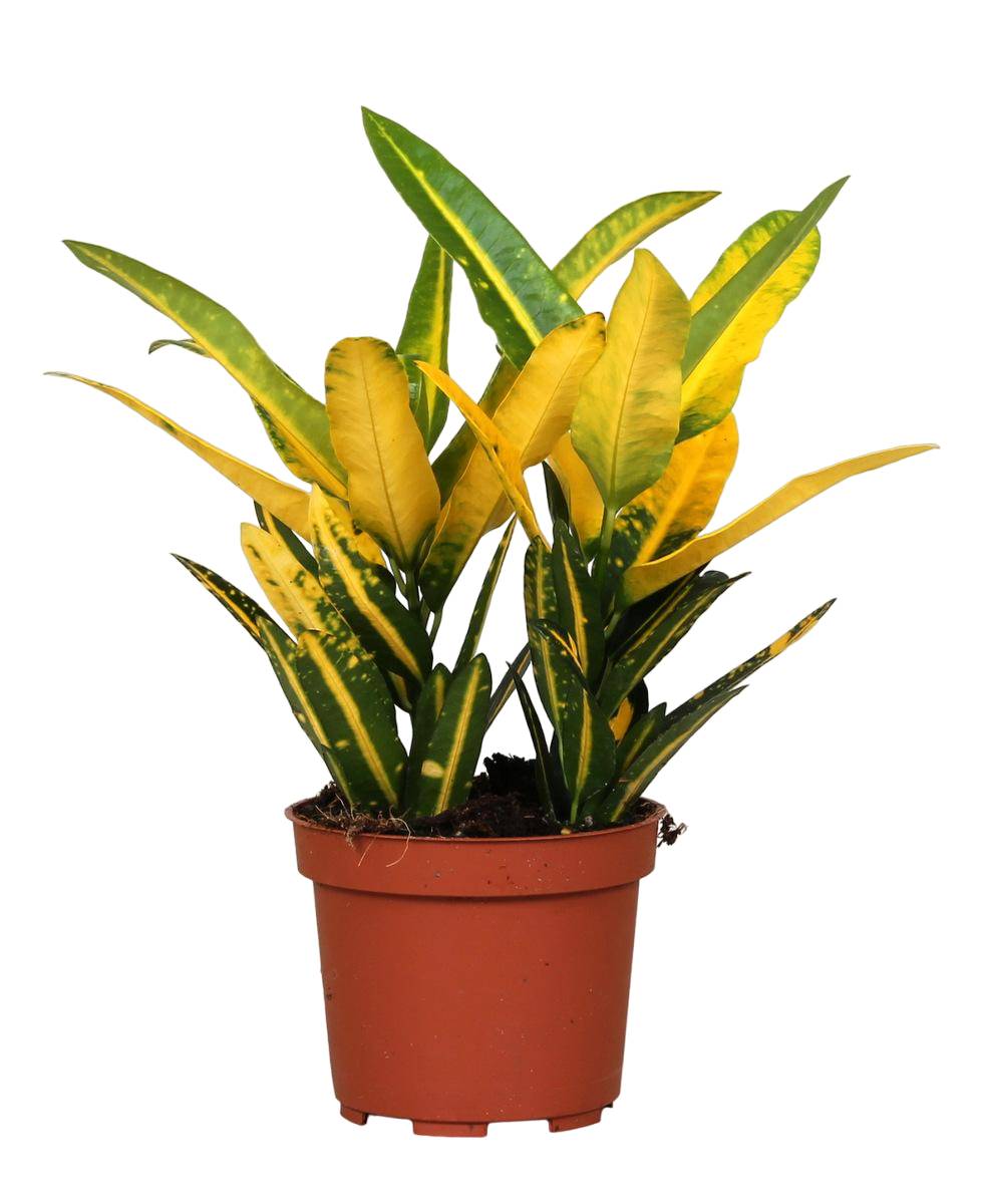 La Green Touch - Croton 'Sunny Star' 30cm - Plante d'intérieur- La Green Touch