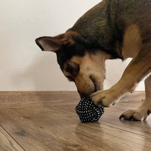 Ensemble de objets pour chiens-10 pièces - Image 6