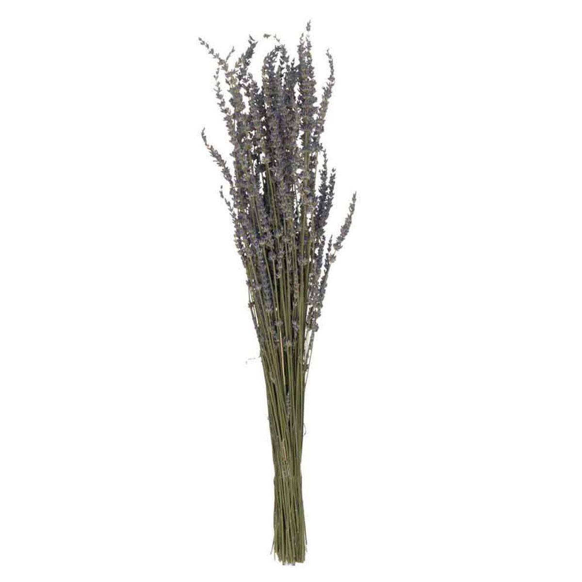 J-Line - Bouquet de Fleurs Séchées "Lavande" 73cm Mauve