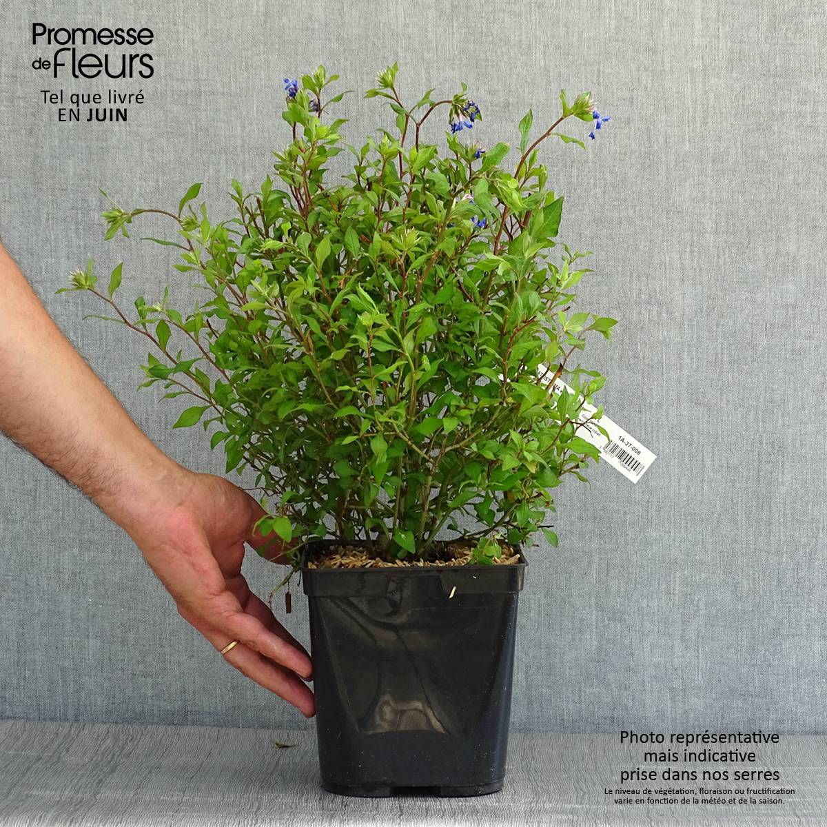 Ceratostigma willmottianum Forest Blue - Plumbago de Willmott Pot de 2L/3L - Imagen 2