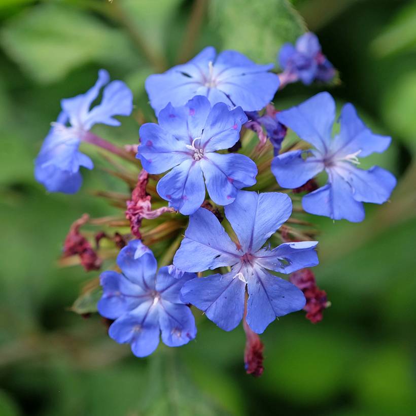 Ceratostigma willmottianum Forest Blue - Plumbago de Willmott Pot de 2L/3L - Imagen 1