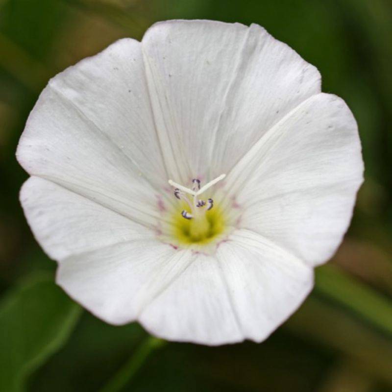 3 Liserons 'Cneorum' (Convolvulus Cneorum) - Lot de 3 vivaces - Pépinières Naudet - Image 1