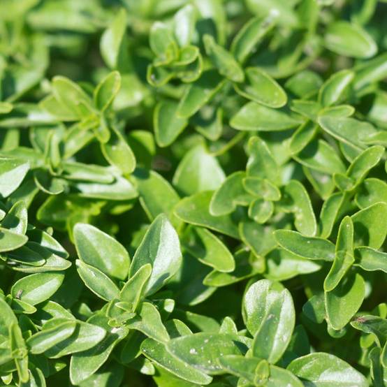Basilic de Gênes (Genovese ou Italiano Classico) le sachet de 800 graines environ (1,5g)