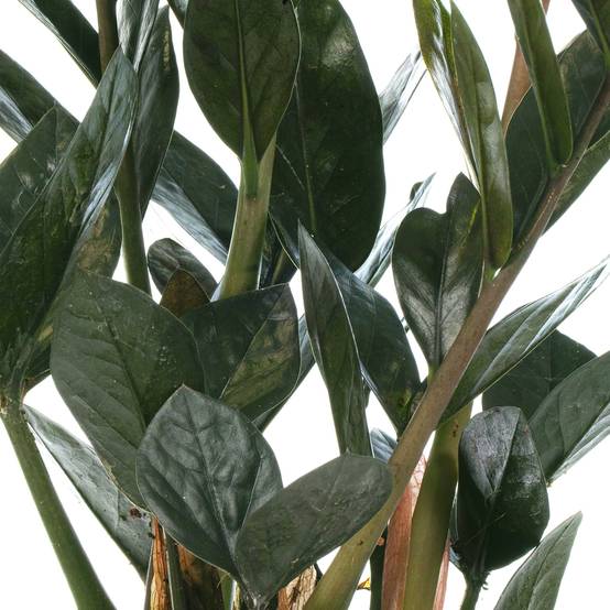 Gardenersdream - Zamioculcas "Raven"| Somptueuse Plante D'Intérieur Zz Noire Pour La Maison Ou Le Bureau | 30-40 Cm - GardenersDream - Image 3