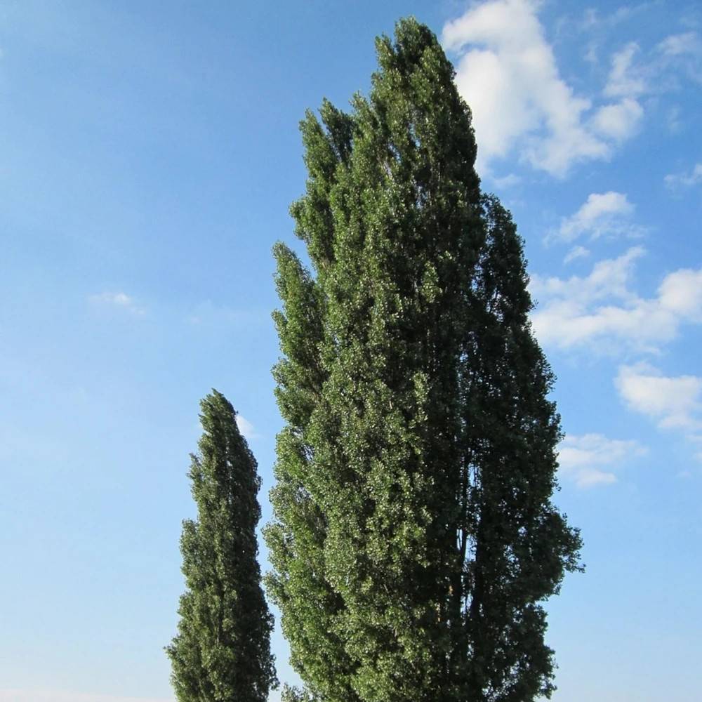 Peuplier d'Italie, Populus - Pot de 15L - Baliveau