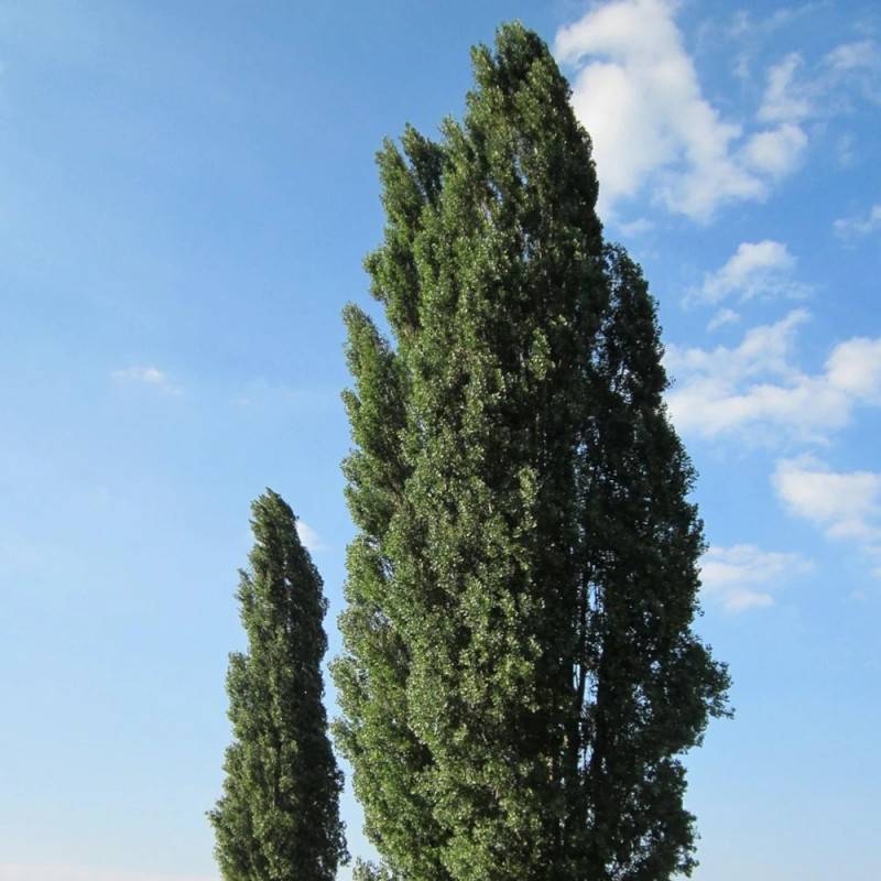 Peuplier d'Italie, Populus - Pot de 15L - Baliveau - Image 3