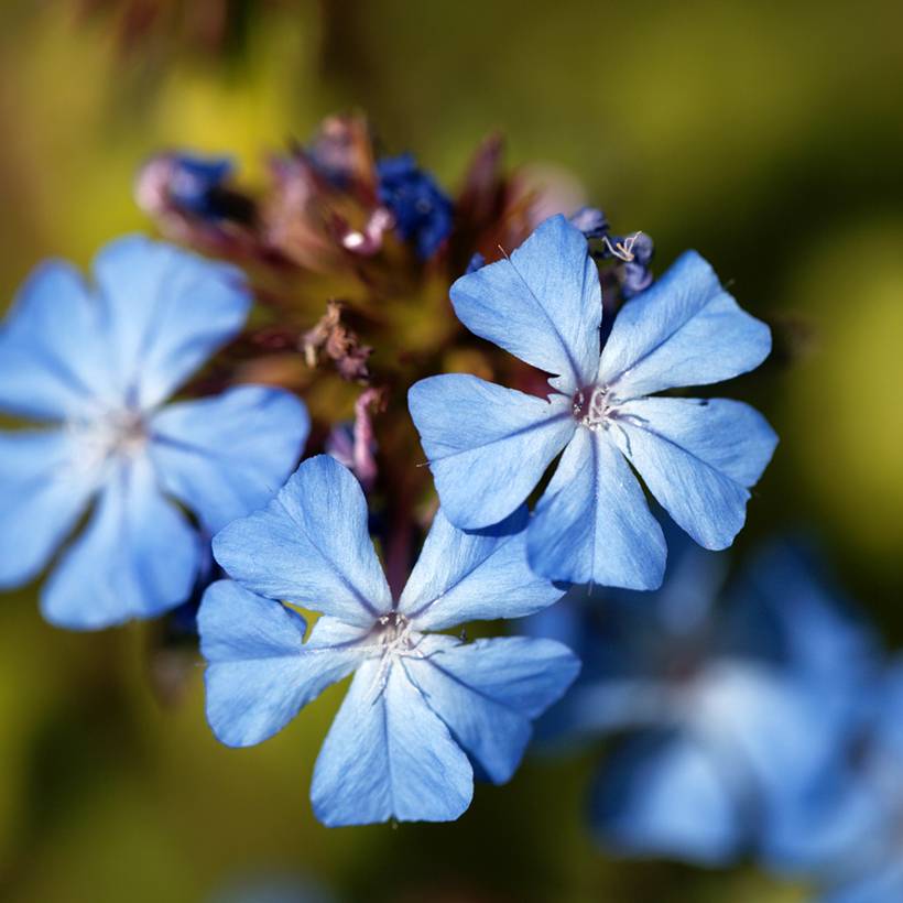 Ceratostigma griffithii, Dentelaire Godet de 8/9 cm - Image 1