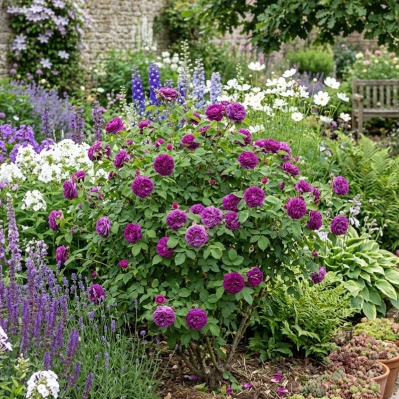 Rosier ancien Cardinal de Richelieu à fleurs Violette/ - feuillage Caduc - Pot de 3L - 20/40 cm - Image 2