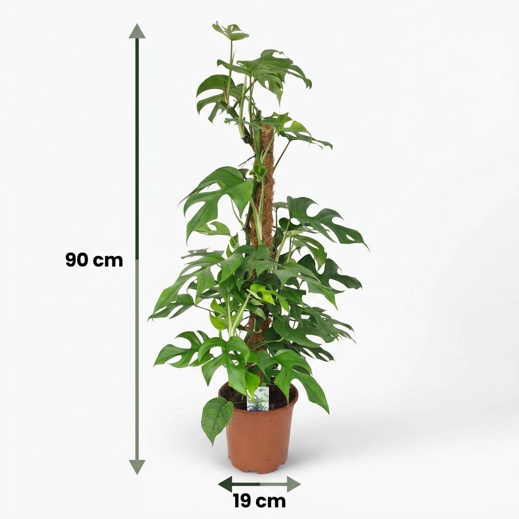 Mini Monstera - D19 H90cm - Image 5