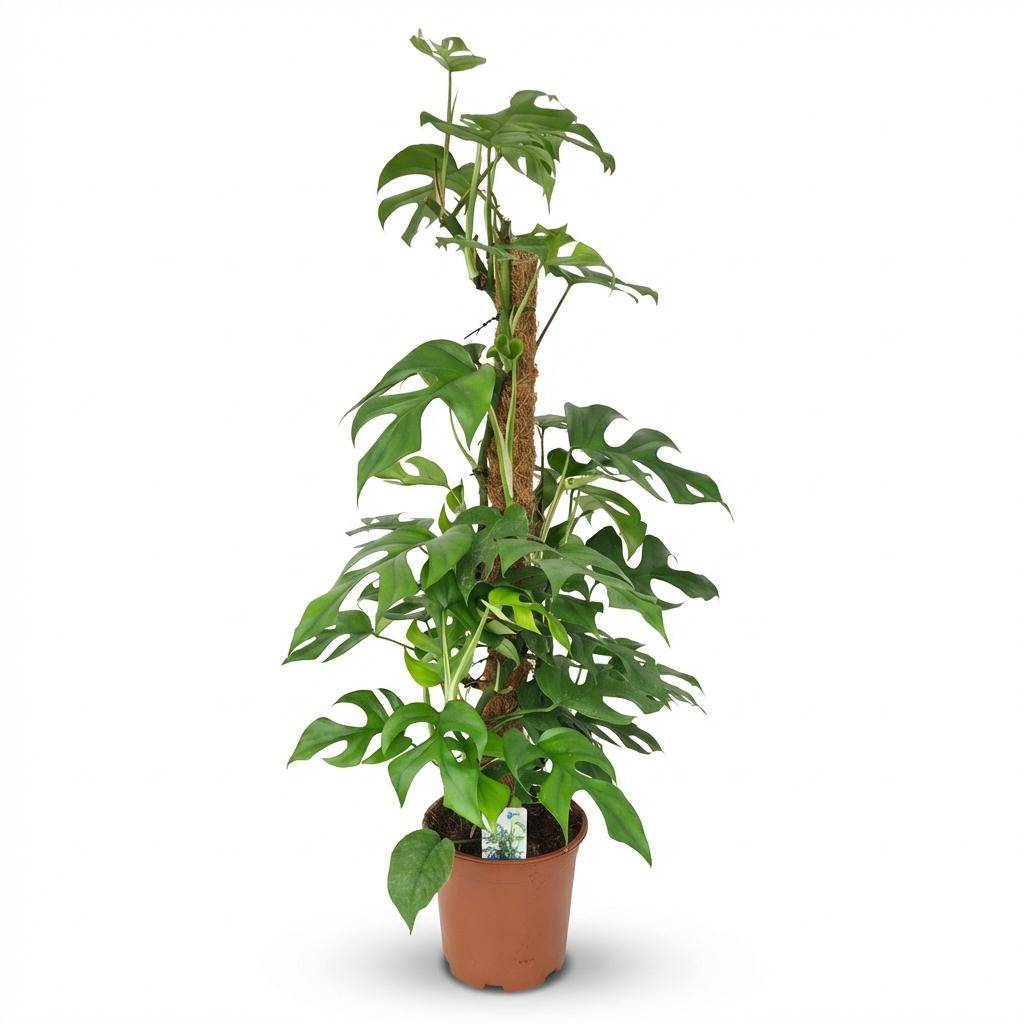 Mini Monstera - D19 H90cm - Image 2