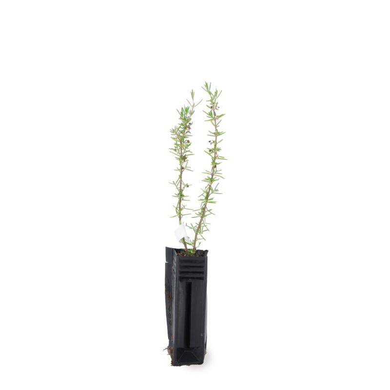 Romarin Couvre-Sol (Rosmarinus Officinalis 'Prostratus') - Godet - Taille 13/25cm - Pépinières Naudet - Imagen 2